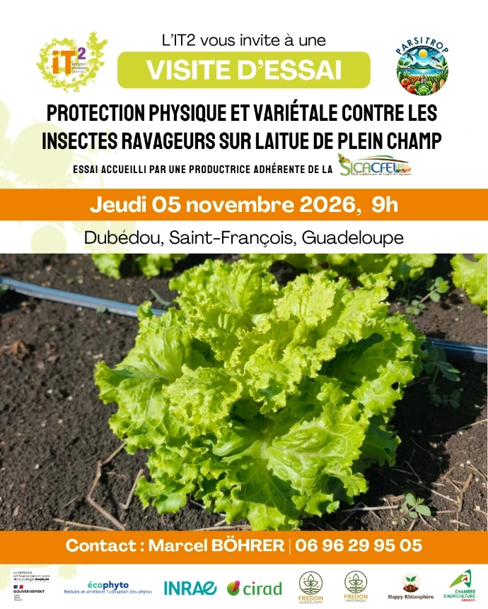 Flyer IT2
