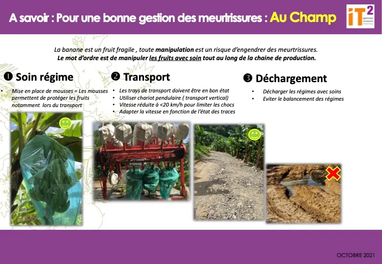 Gestion des Maladies de Conservation (MDC) de la banane (FT_IT2_2021_GME_AFFICHE-MAITRISE-DES-MEUTRISSURES-AU-CHAMP)