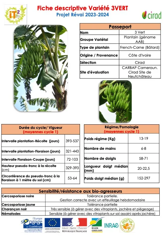 REVAI – Diffusion de variétés de plantains et autres bananes à cuire  (DOC_IT2_AMV_REVAI_2024_Poster-Plantain-et-Banane-a-cuire)