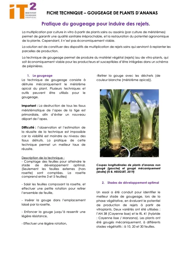 Fiche technique de gougeage d’ananas (MultiplierLesPlantsDAnanasParLeGougeage_fichier_ressource_ft_it2_div_pad_technique-gougeage)