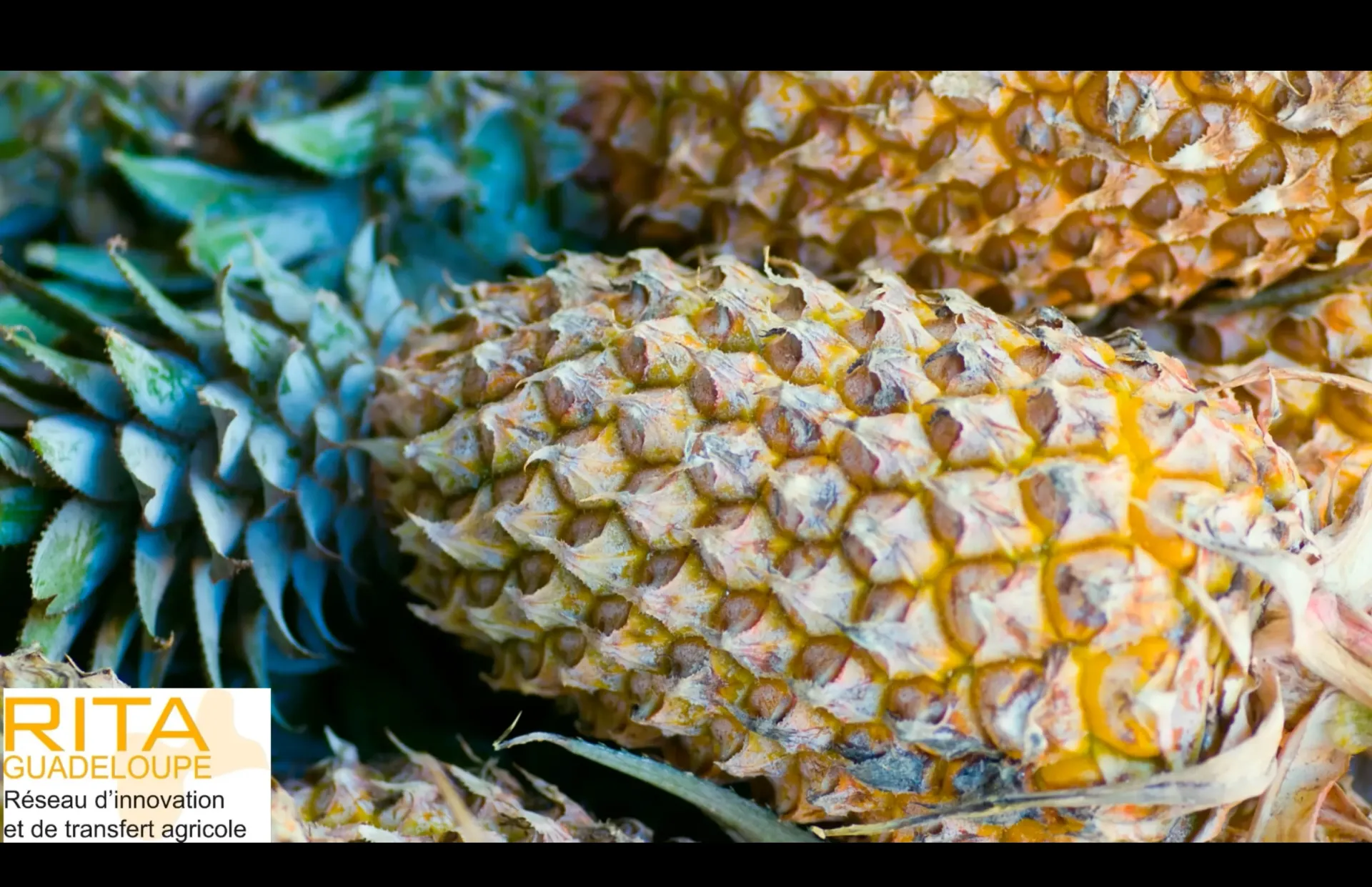 Production de plants sains d'ananas en Guadeloupe agroecologie & Newsletter Projet (PadAnanasDurableEnGuade_fichier_ressource_ni_it2_2019_div_pad_bilan-actions-2019_v1) (https://www.youtube.com/watch?v=OeJDPkexBz0)